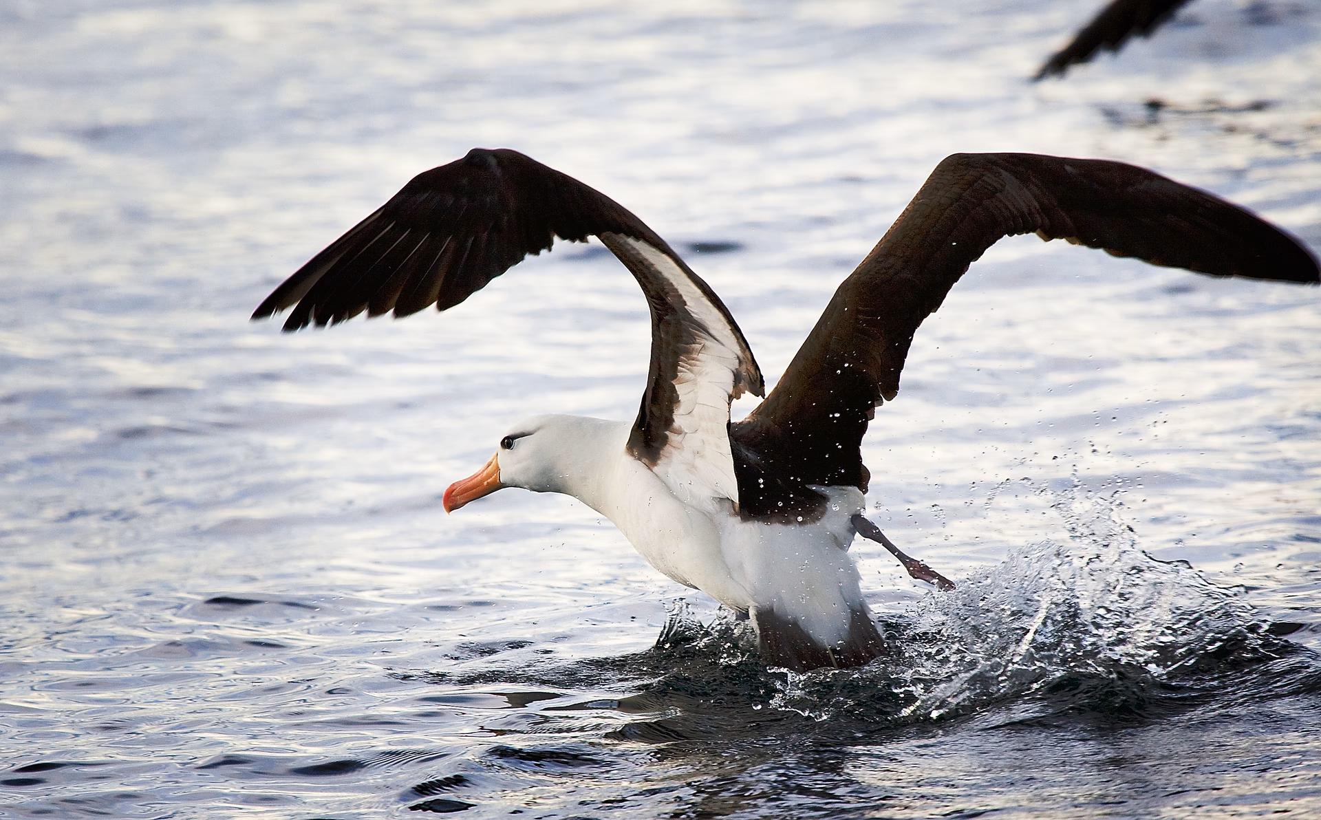 Albatros peut voler combien de temps ?