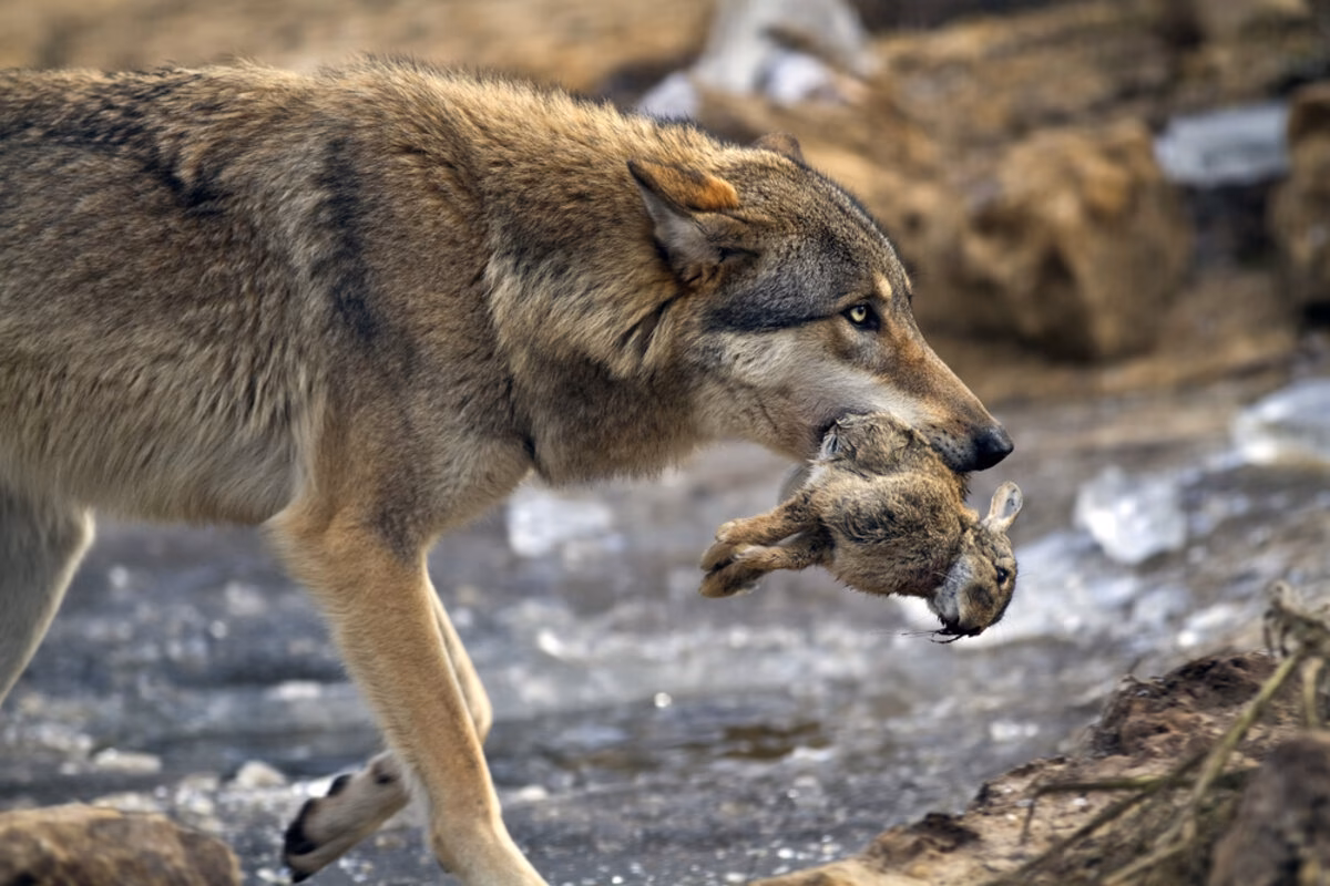 Quelle nourriture mange un loup ?