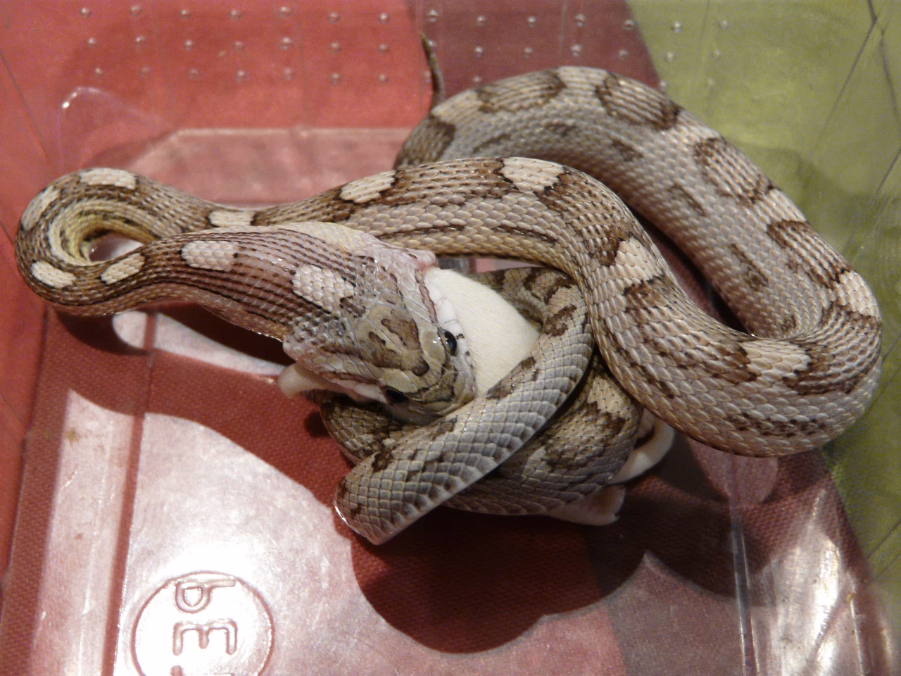 À quelle fréquence les pythons doivent-ils manger ?