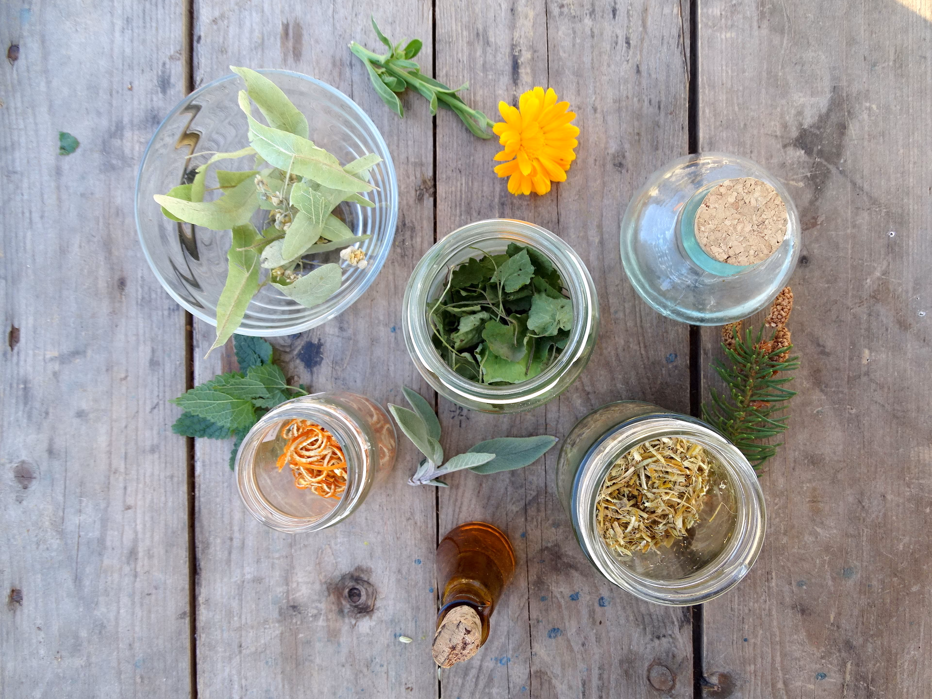 Quelle est la différence entre une infusion et une tisane ?