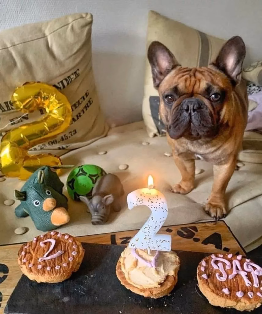 Quel type de gâteau d'anniversaire un chien peut-il manger ?