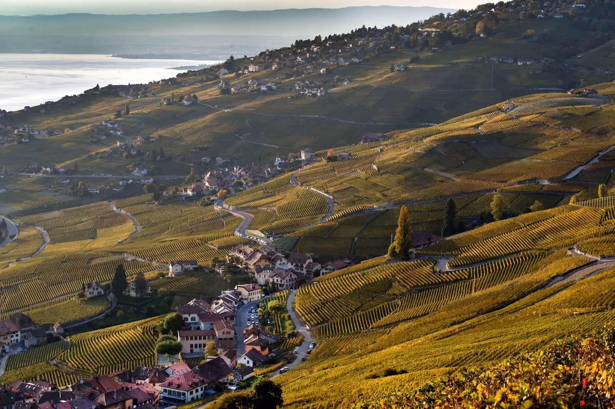 Quel animal dans les vignes ?